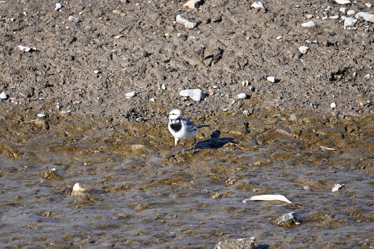 白鶺鴒 - ML647881494