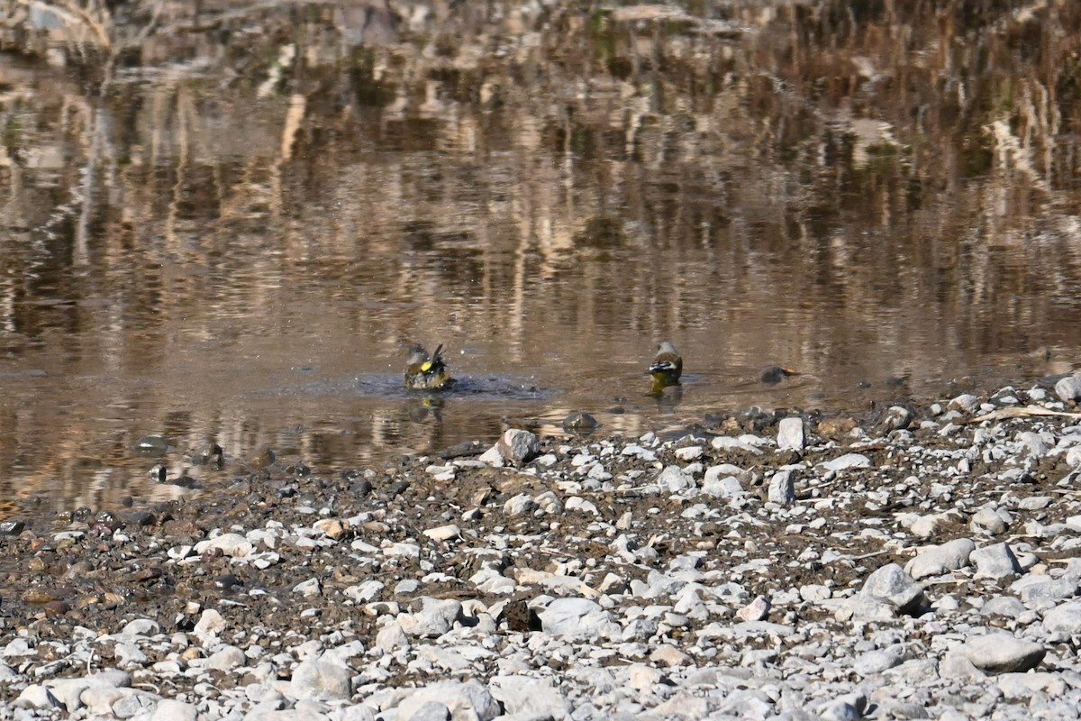 金翅雀 - ML647881507