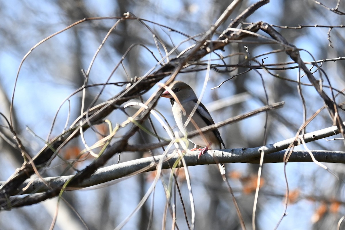 臘嘴雀 - ML647881516