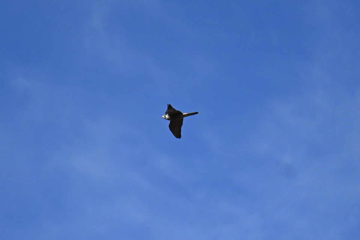 遊隼 - ML647881527