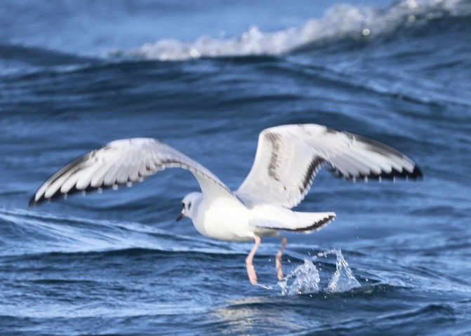 Mouette de Bonaparte - ML647881529