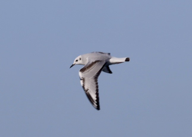 Mouette de Bonaparte - ML647881541