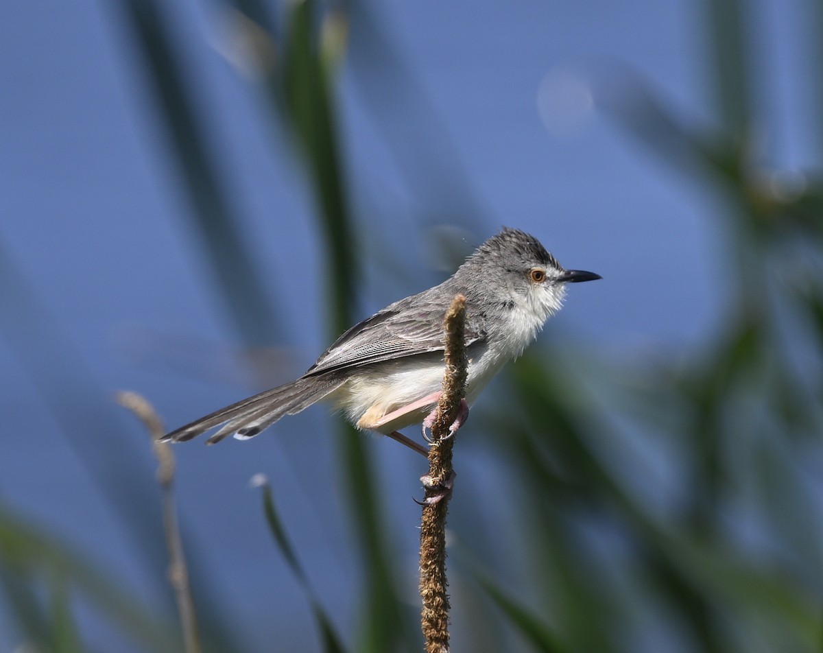 Prinia Sencilla - ML647881554