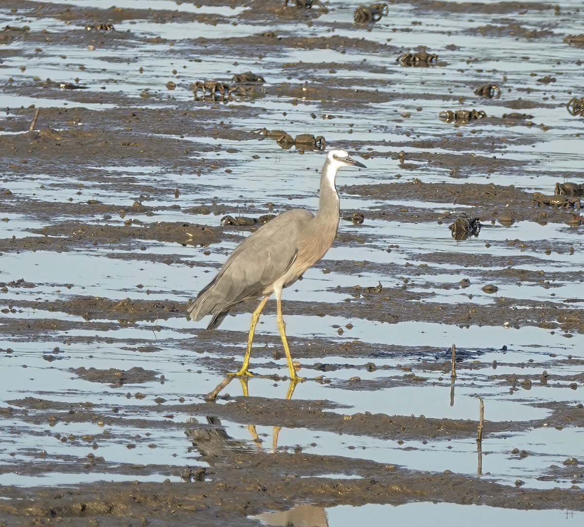White-faced Heron - Daniel Ferriz