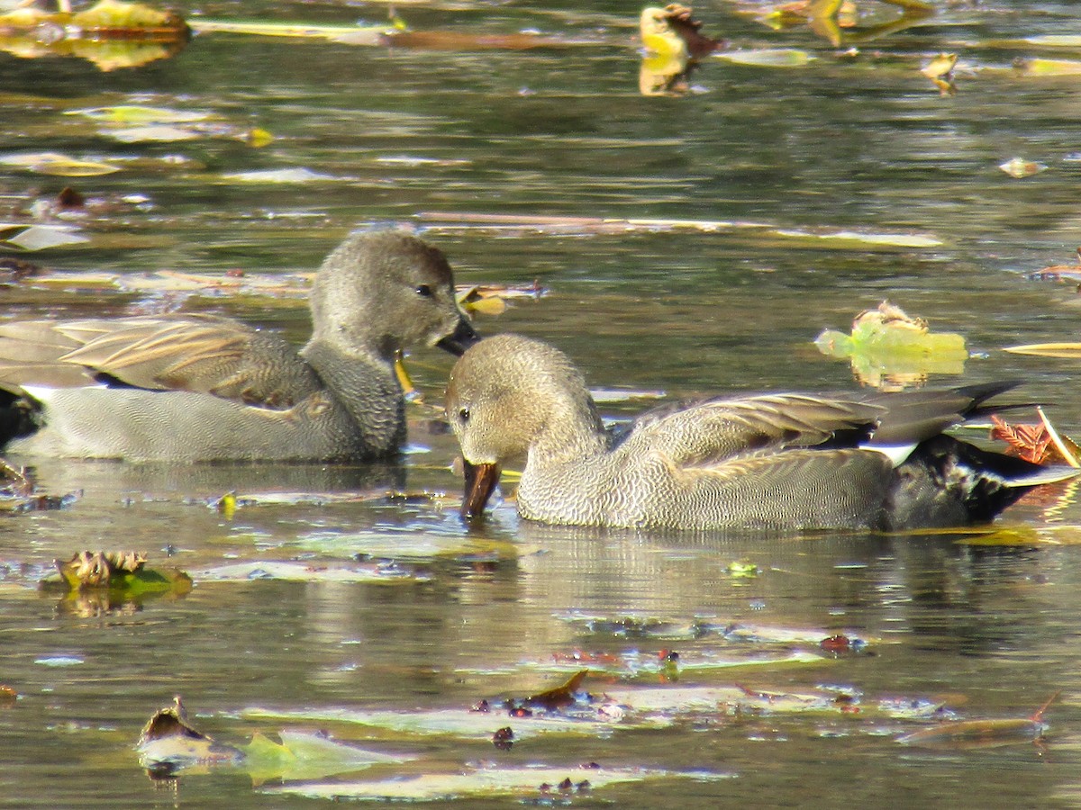 赤膀鴨 - ML647881563