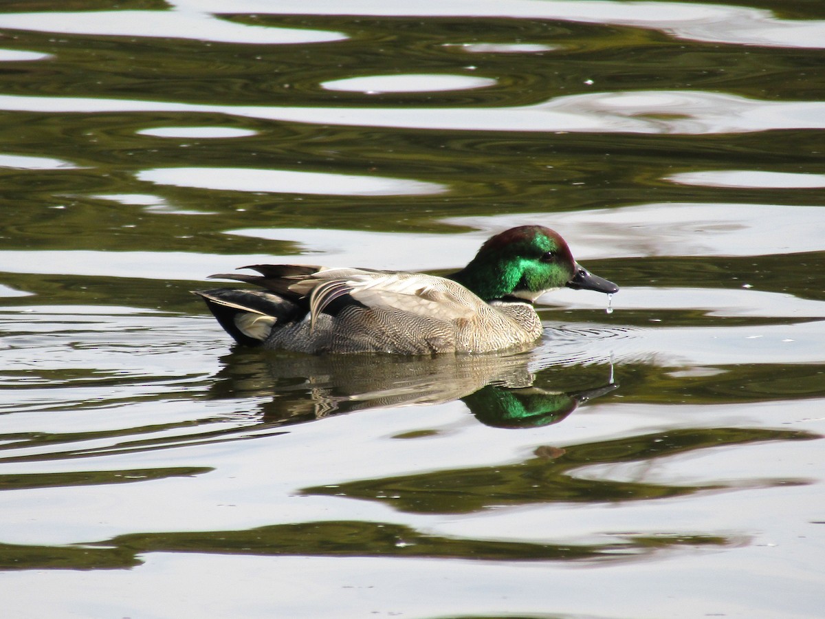 羅文鴨 - ML647881568