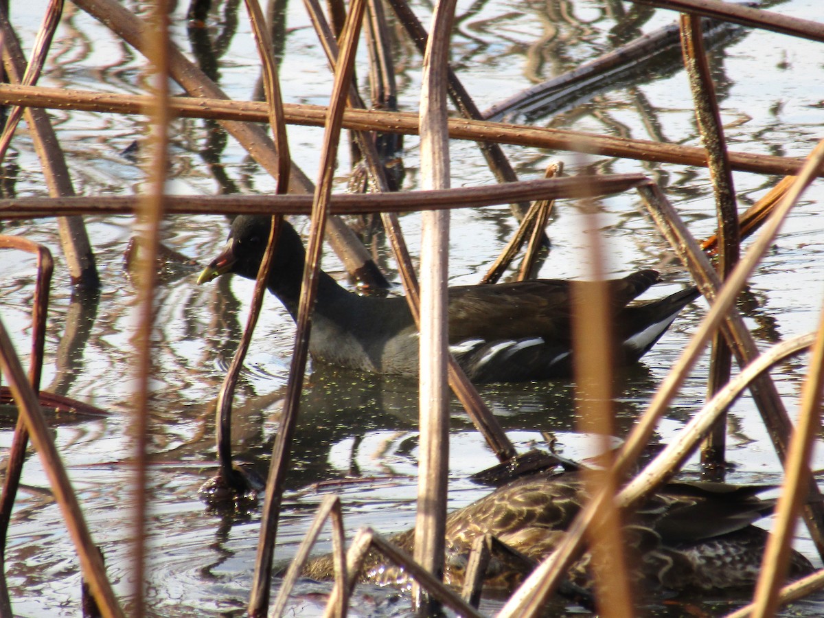 紅冠水雞 - ML647881576