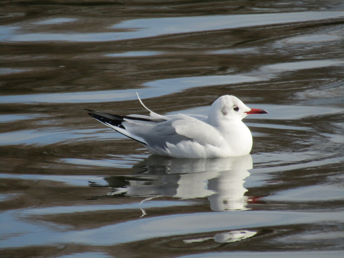 紅嘴鷗 - ML647881586