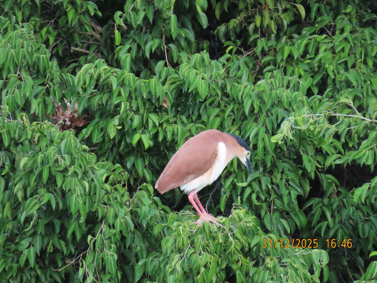 棕夜鷺 - ML647881588