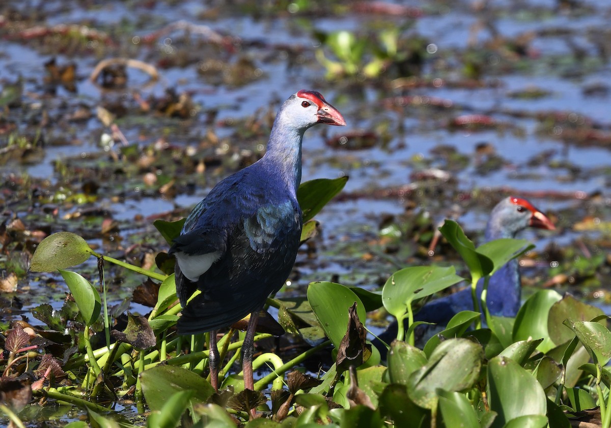 灰頭紫水雞 - ML647881591