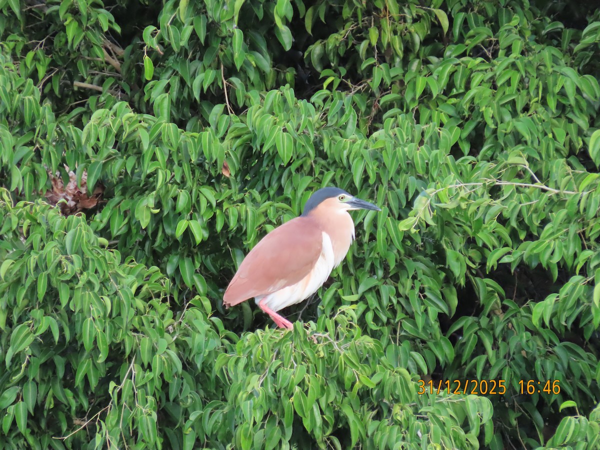 棕夜鷺 - ML647881592