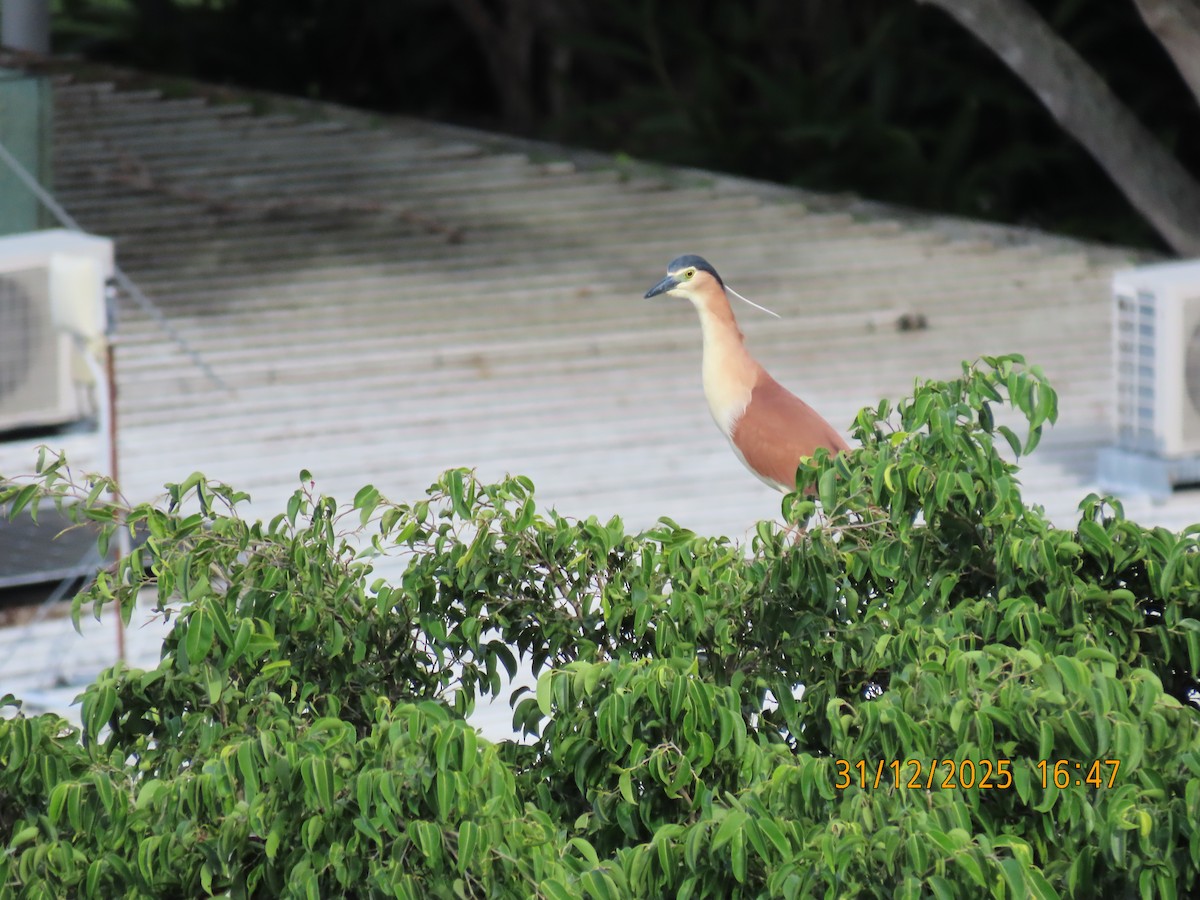 棕夜鷺 - ML647881593