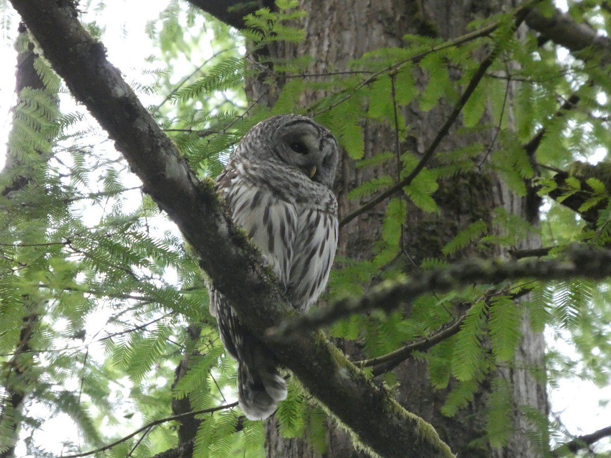 Barred Owl - ML647881595