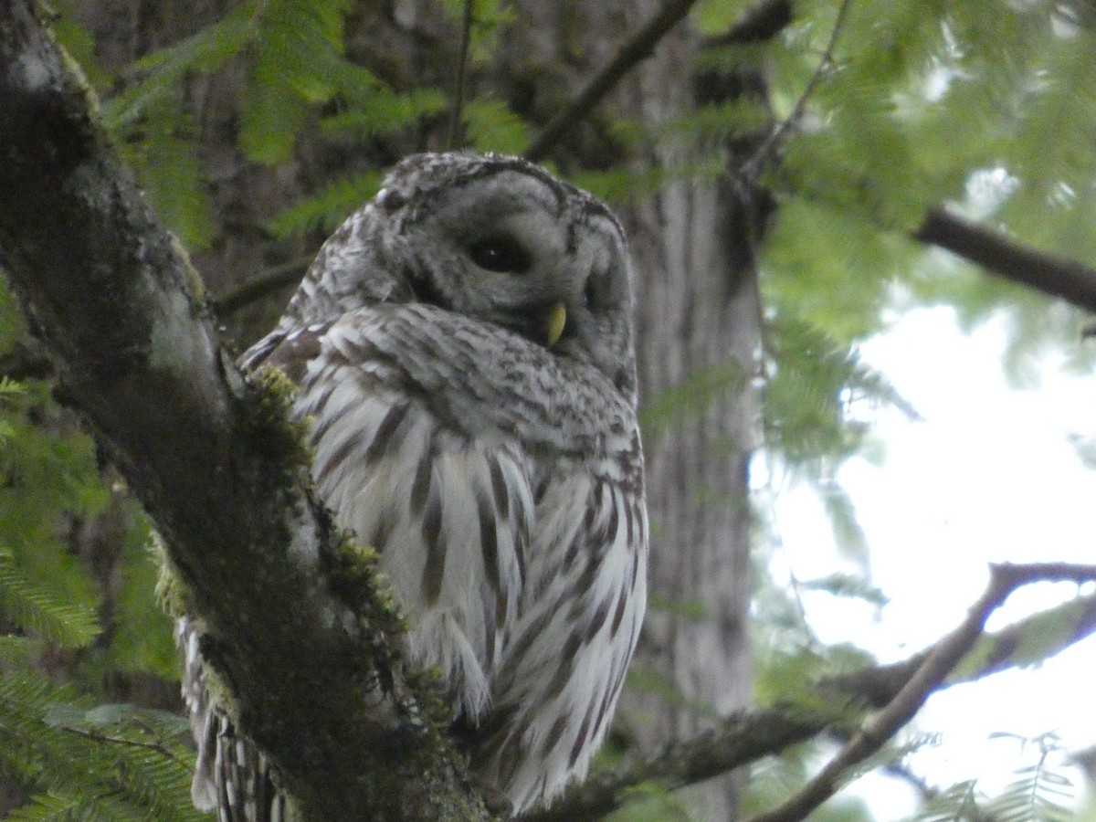 Barred Owl - ML647881598