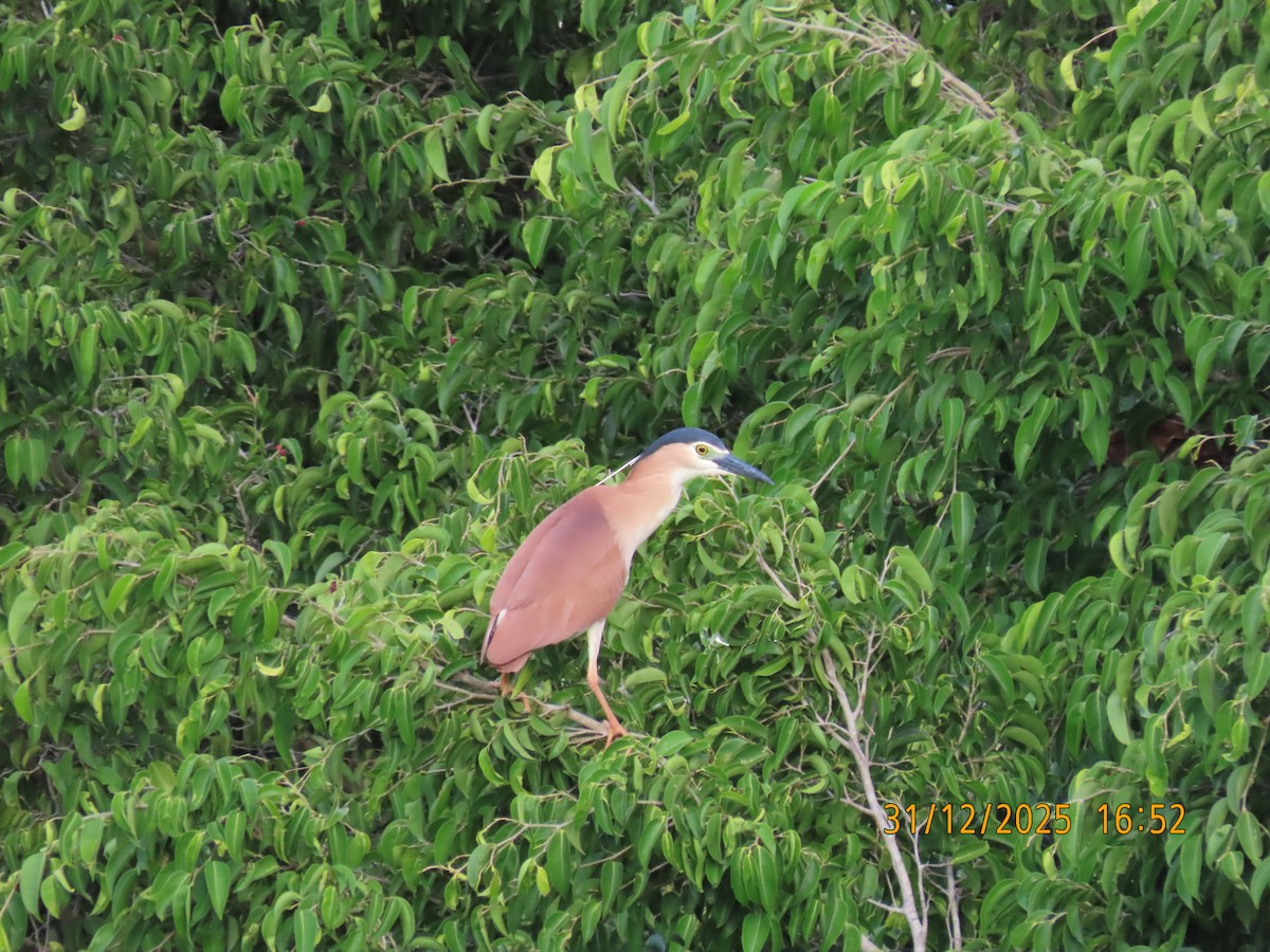 棕夜鷺 - ML647881599
