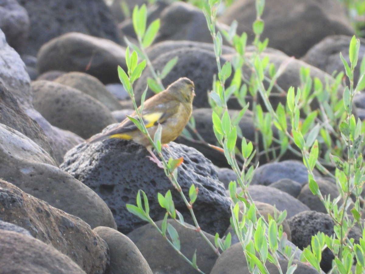 金翅雀 - ML647881604