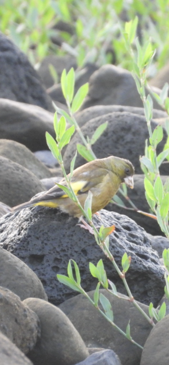 金翅雀 - ML647881605