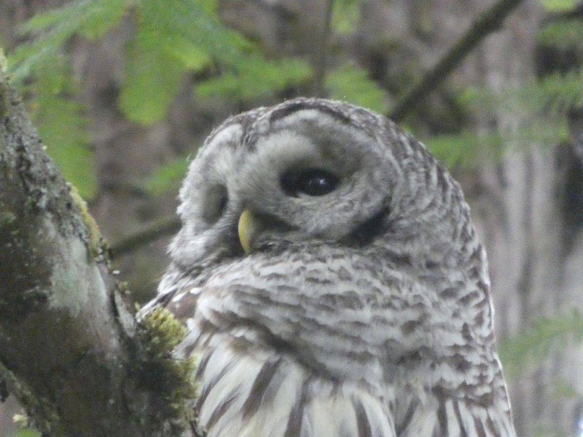 Barred Owl - ML647881606