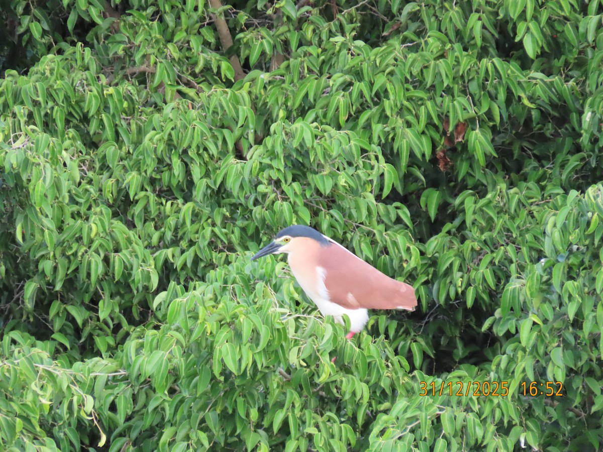 棕夜鷺 - ML647881607