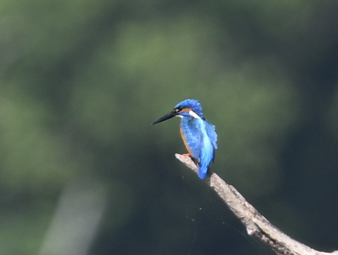 翠鳥 - ML647881608