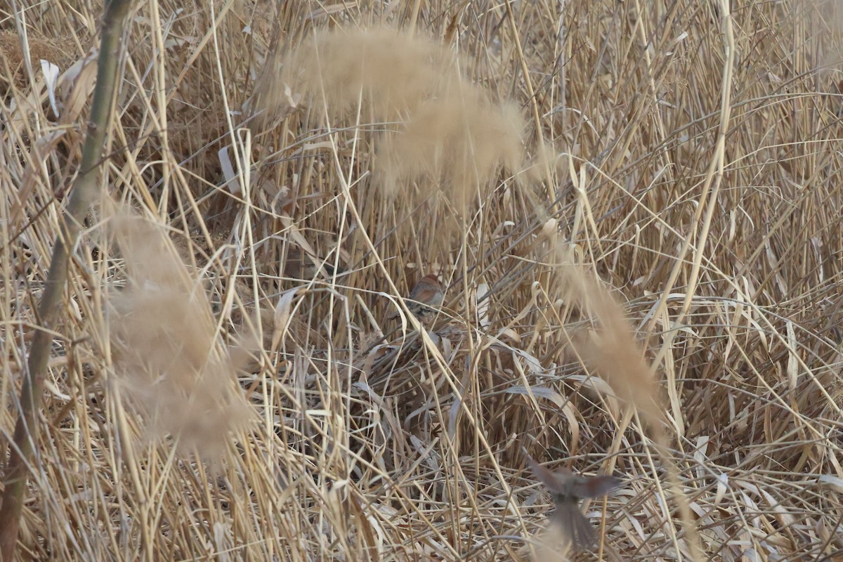 粉紅鸚嘴 - ML647881609