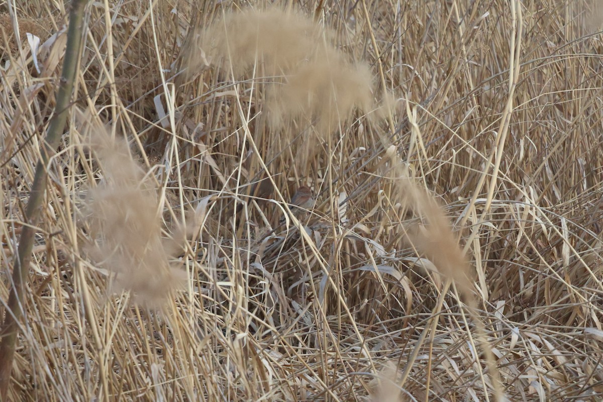 粉紅鸚嘴 - ML647881610