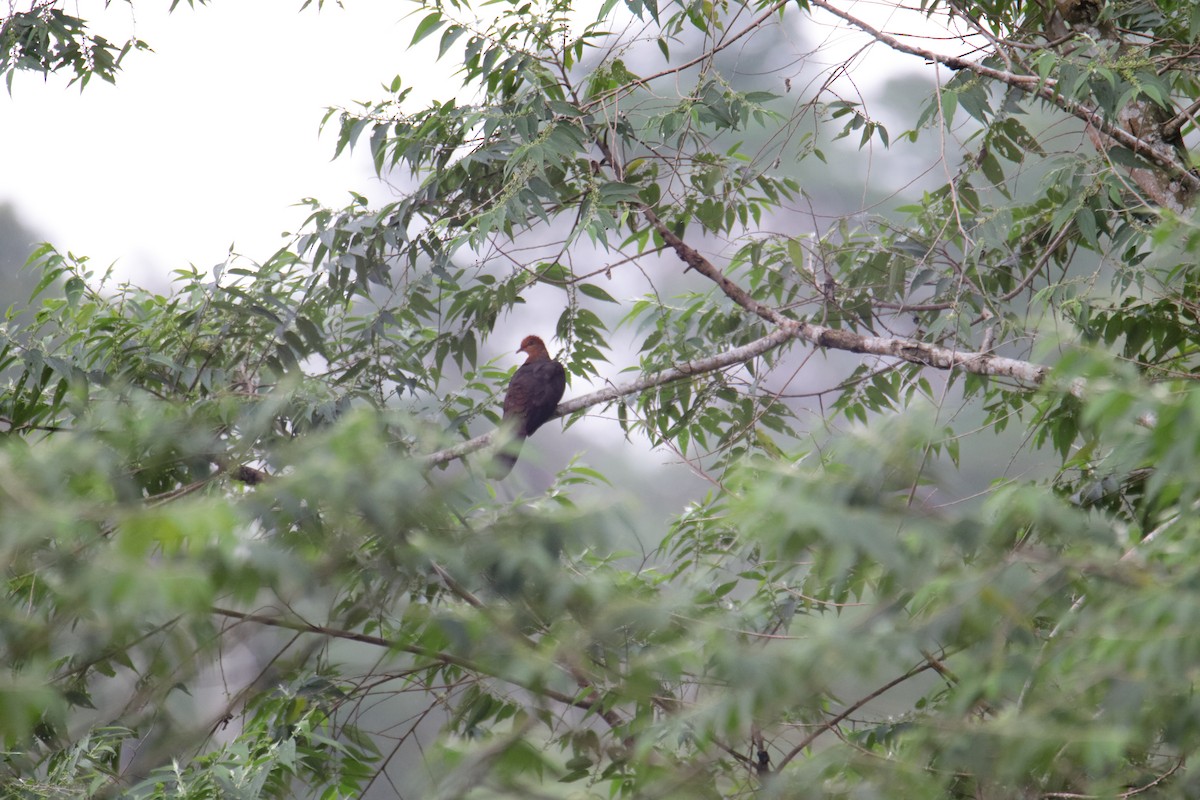 長尾鳩 - ML647881611