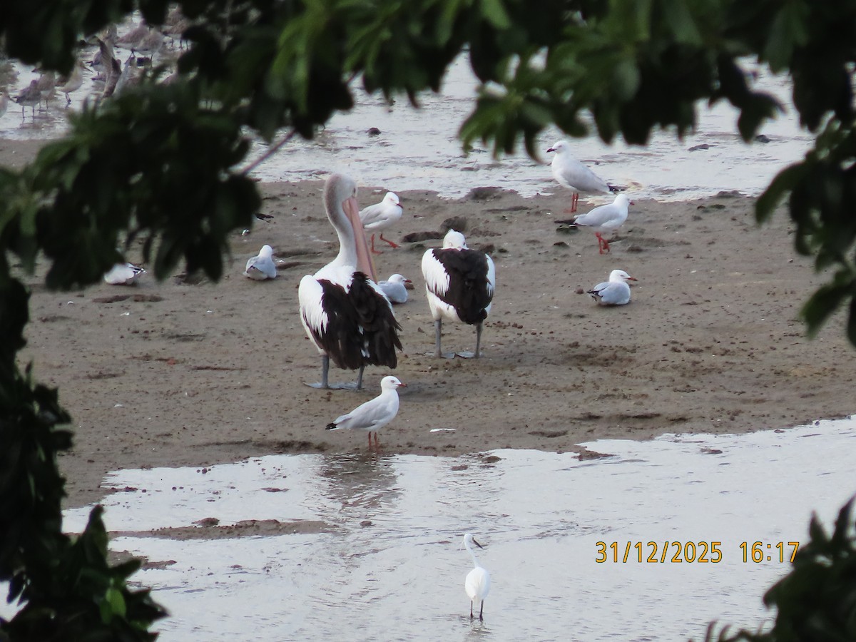 Australian Pelican - ML647881613