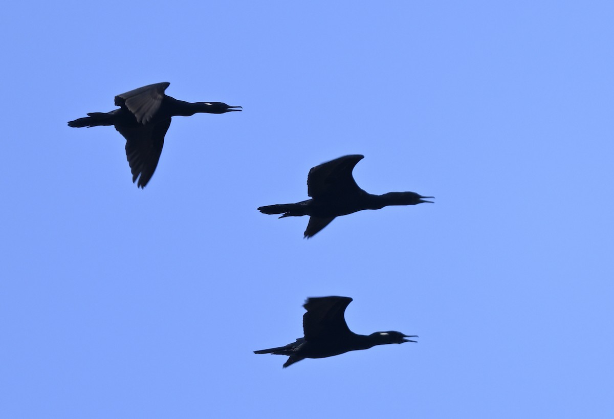 Indian Cormorant - ML647881614