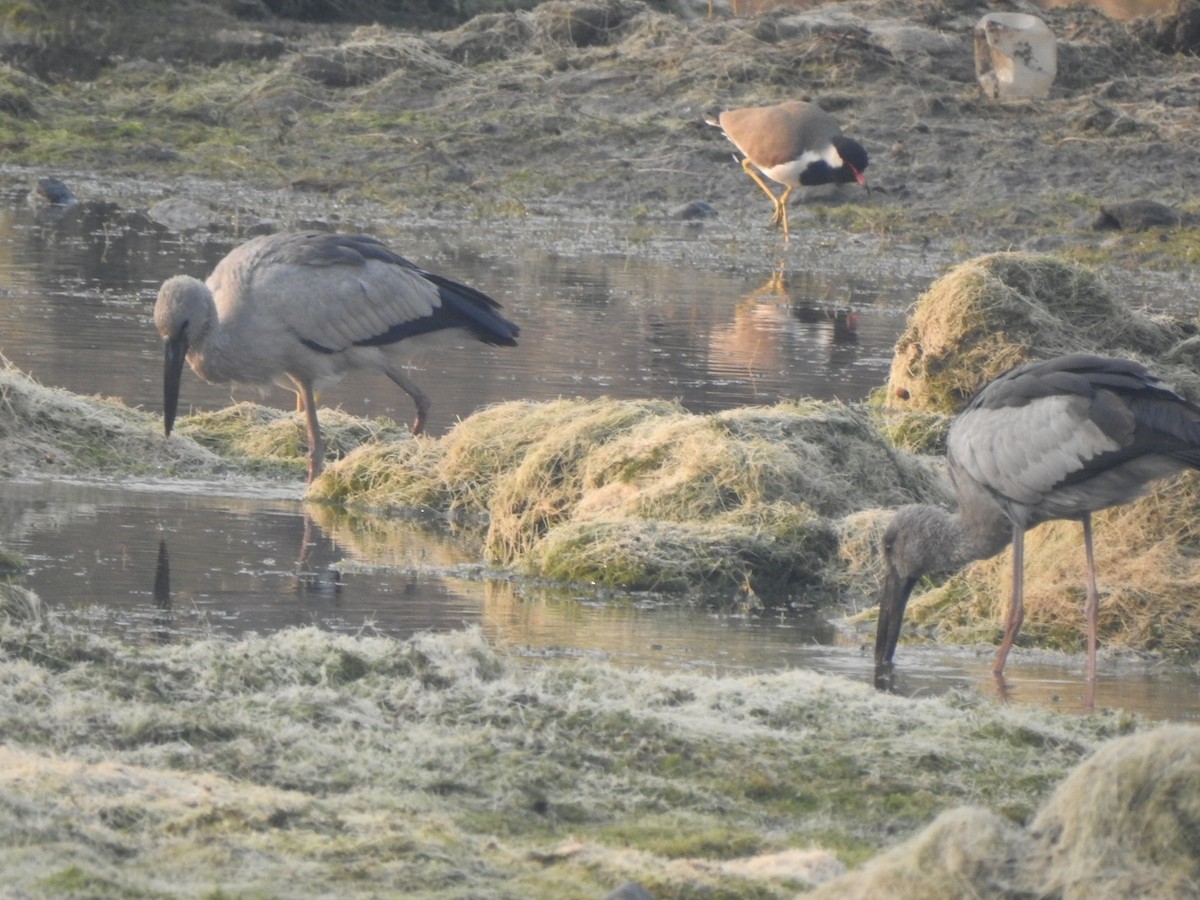 Asian Openbill - ML647881615