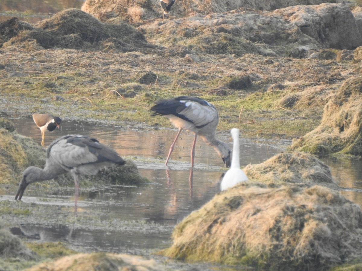Asian Openbill - ML647881616
