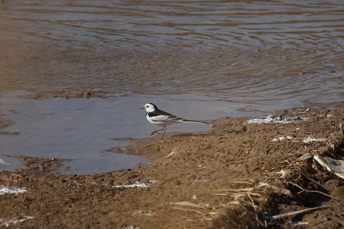 白鶺鴒 - ML647881629