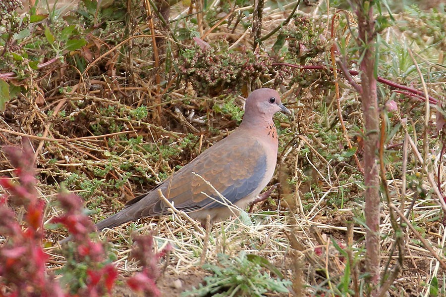 Laughing Dove - ML647881633