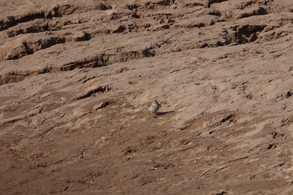 水鷚 - ML647881634