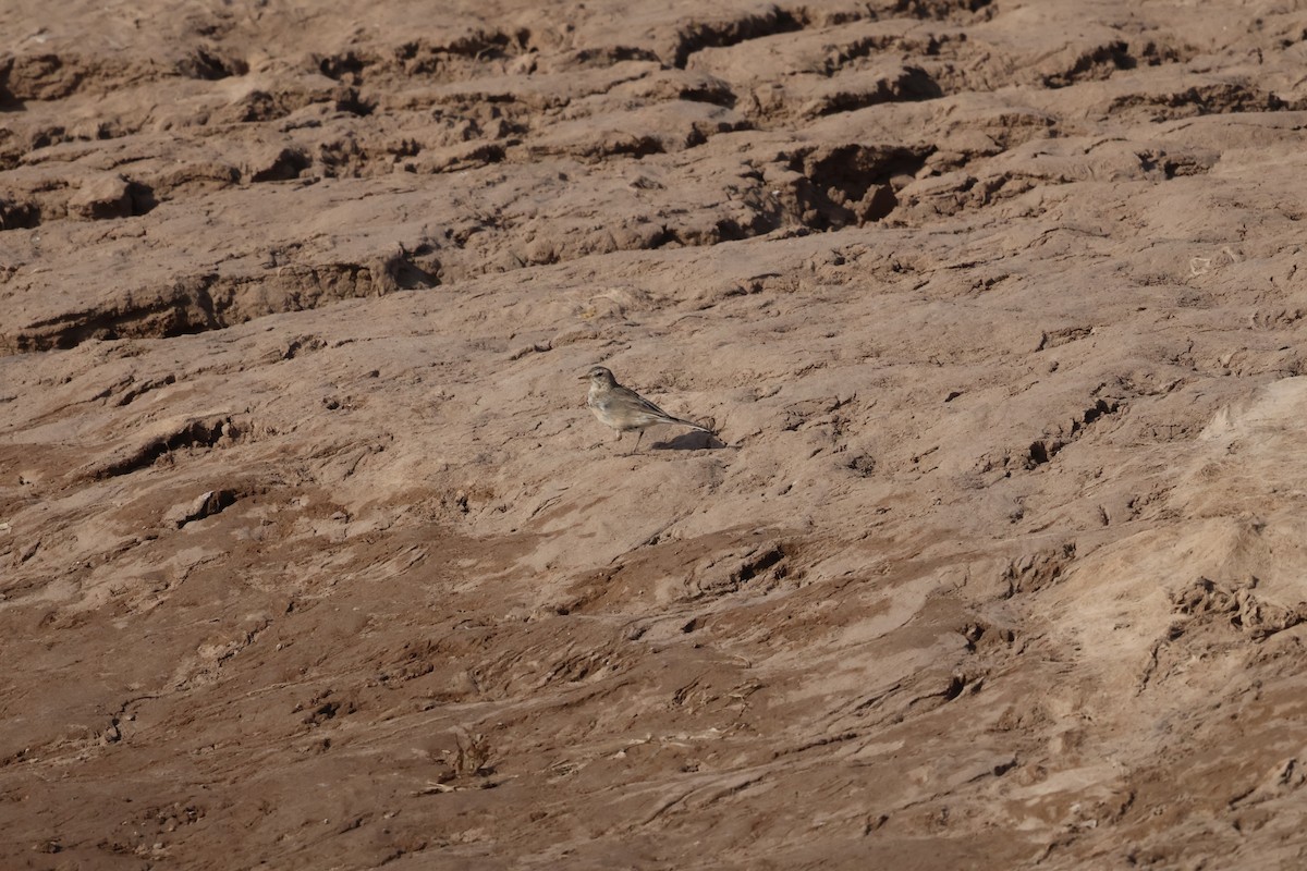 水鷚 - ML647881635