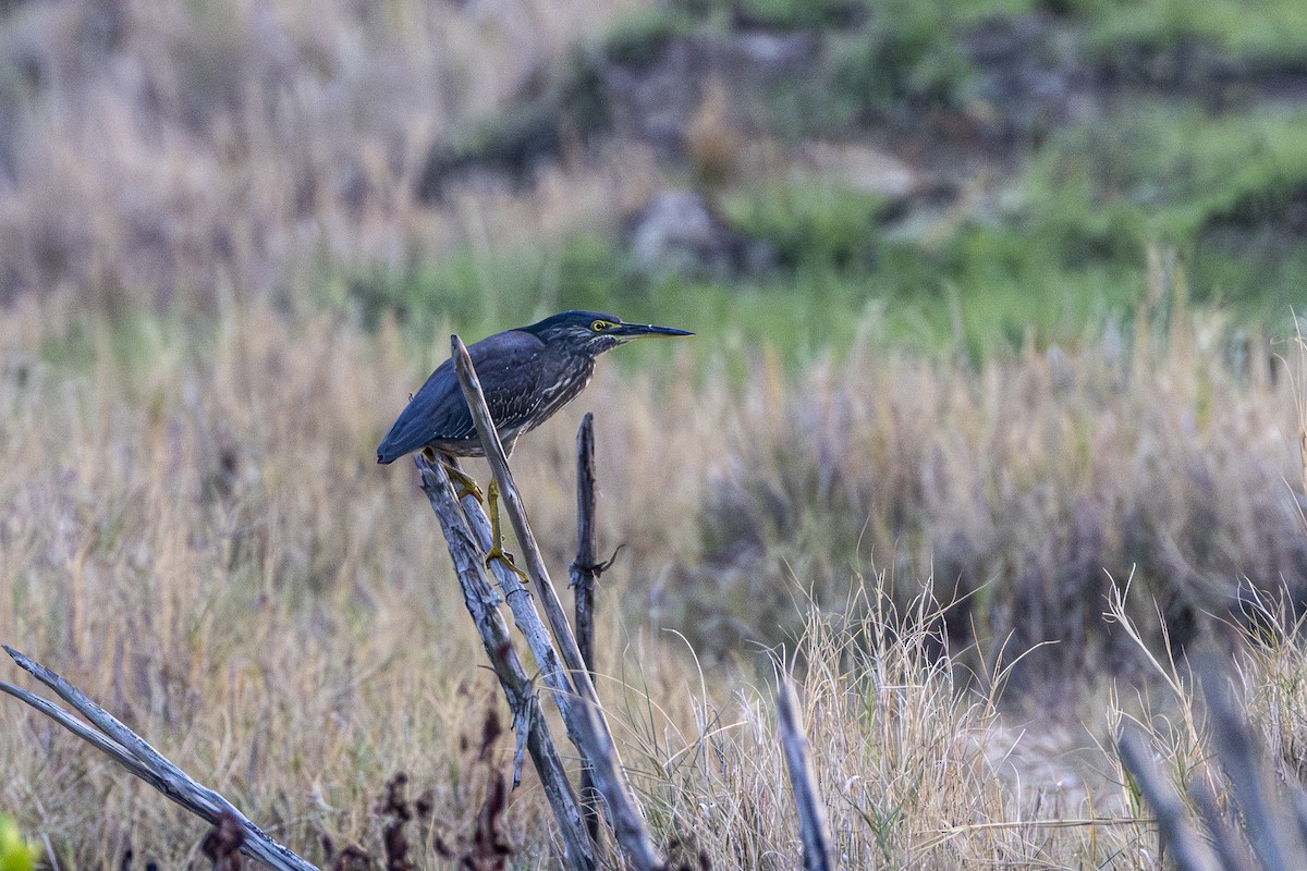綠簑鷺(javanica群) - ML647881641