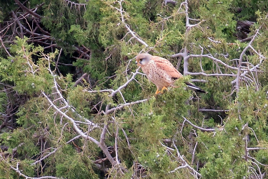 紅隼 - ML647881649