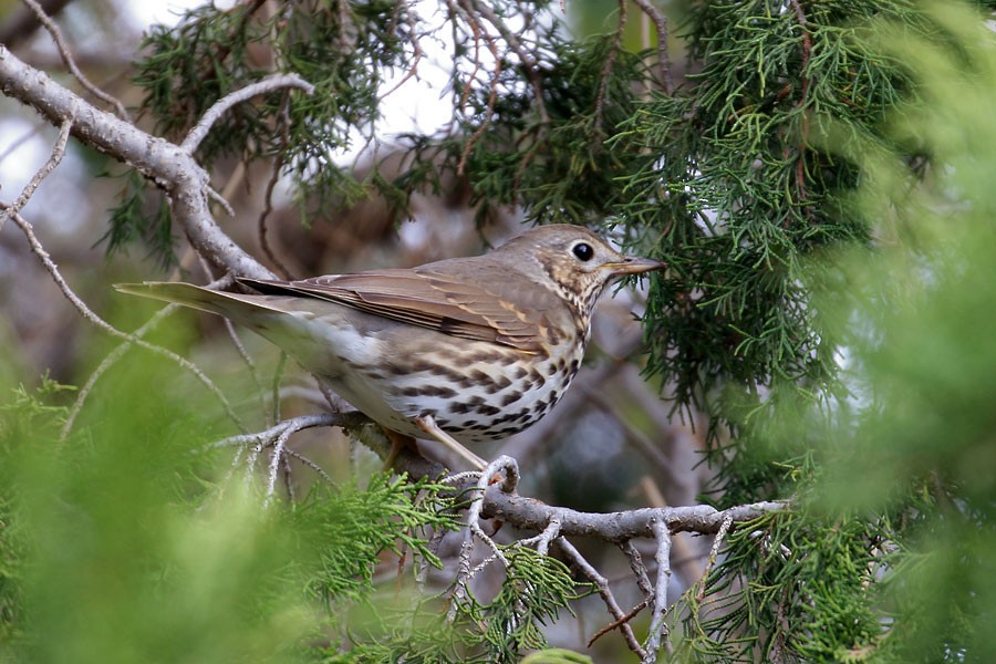 Song Thrush - ML647881652