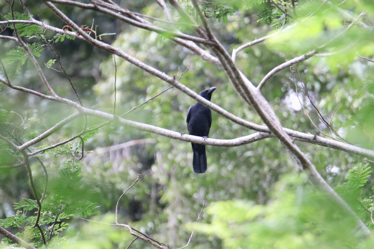 Philippine Jungle Crow - ML647881679