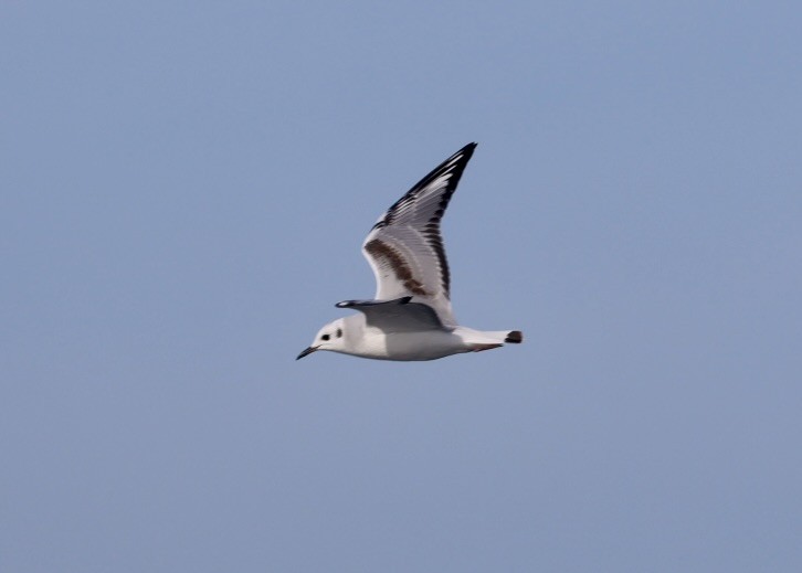 Mouette de Bonaparte - ML647881681