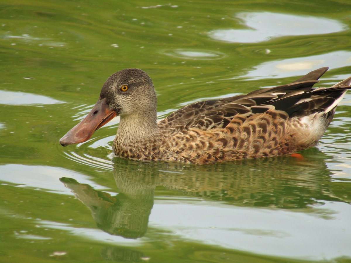 Cuchara Común - ML647881689