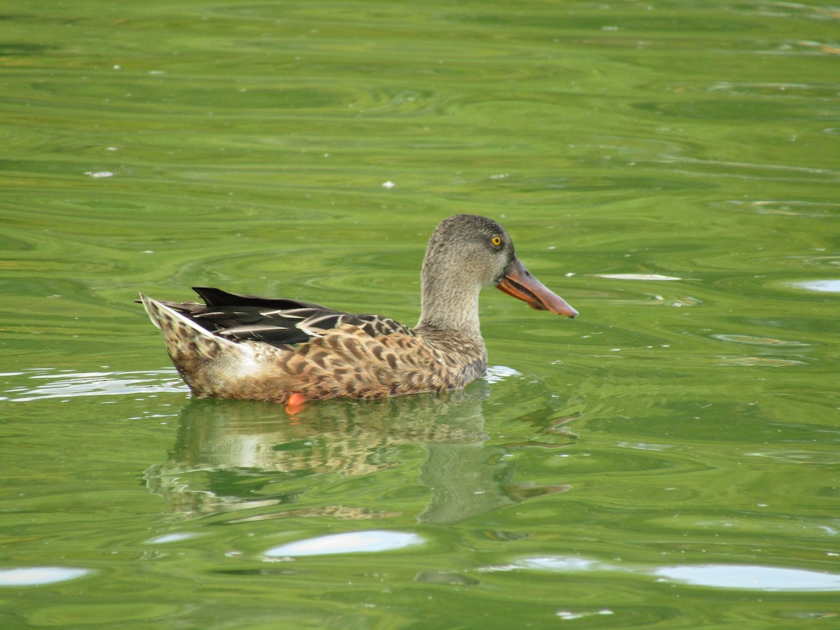 Cuchara Común - ML647881691