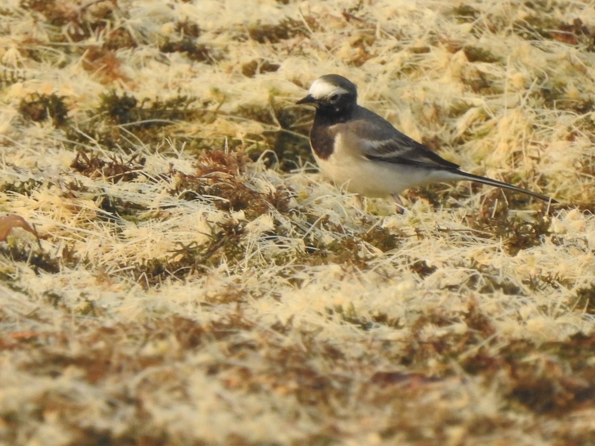 Bergeronnette grise - ML647881693