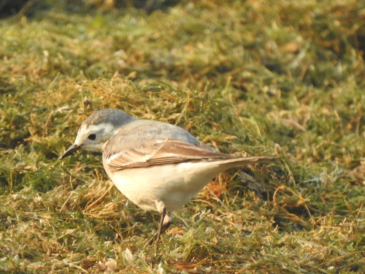 Bergeronnette grise - ML647881694