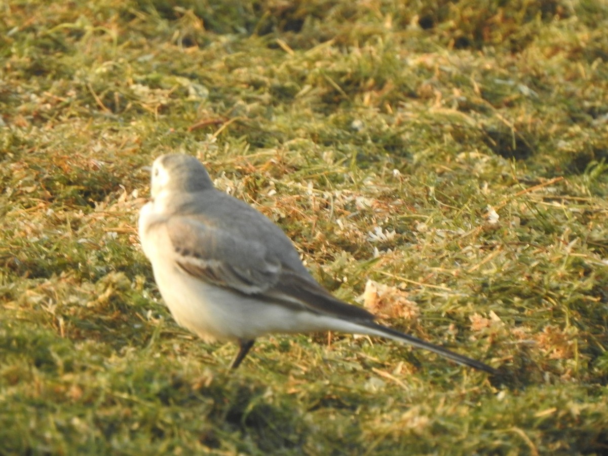 Bergeronnette grise - ML647881695