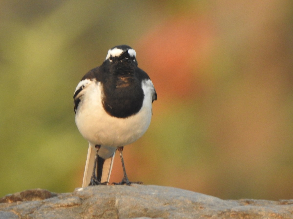 White-browed Wagtail - ML647881713