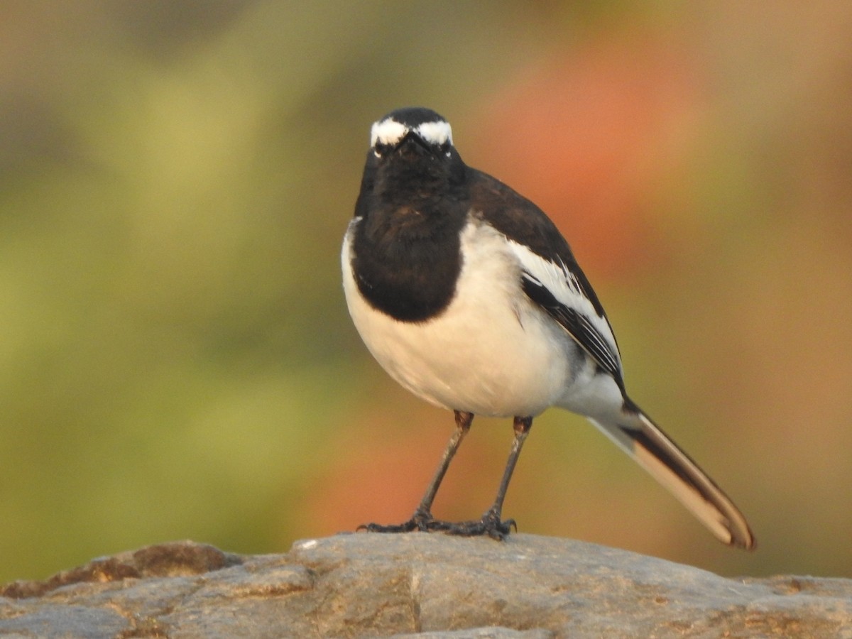 White-browed Wagtail - ML647881715