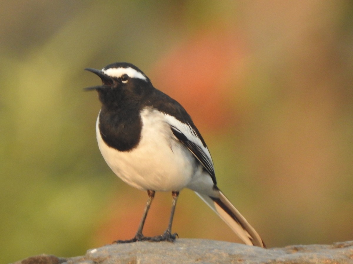 White-browed Wagtail - ML647881717