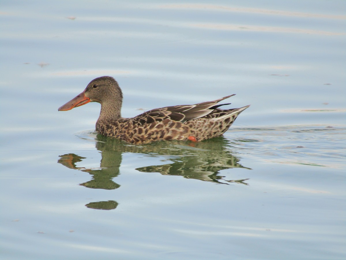 Cuchara Común - ML647881718