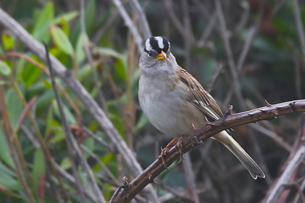 Белобровая овсянка - ML647881727